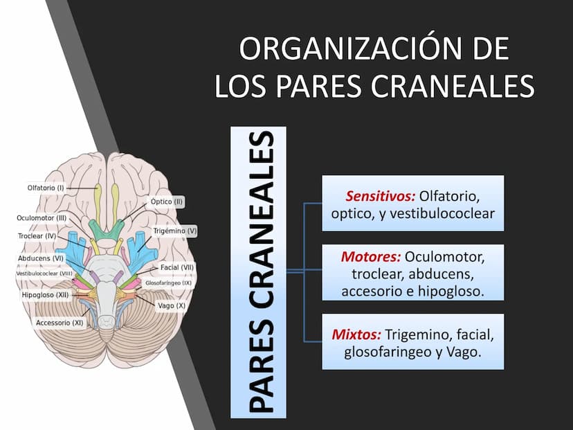 PARES CRANEALES
Existen 12 pares de nervios
craneales que salen del
cerebro y pasan a través de
emergencia
fisuras y orificios del cráneo
ex