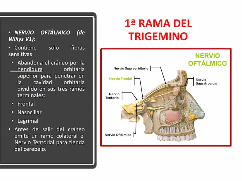 PARES CRANEALES
Existen 12 pares de nervios
craneales que salen del
cerebro y pasan a través de
emergencia
fisuras y orificios del cráneo
ex
