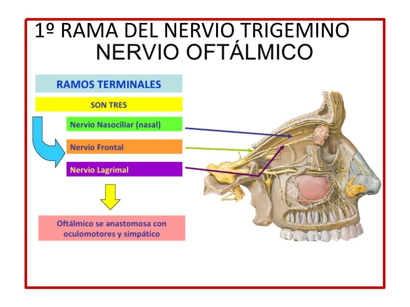 PARES CRANEALES
Existen 12 pares de nervios
craneales que salen del
cerebro y pasan a través de
emergencia
fisuras y orificios del cráneo
ex