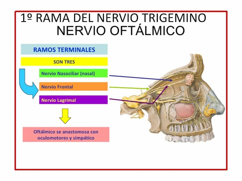 PARES CRANEALES
Existen 12 pares de nervios
craneales que salen del
cerebro y pasan a través de
emergencia
fisuras y orificios del cráneo
ex