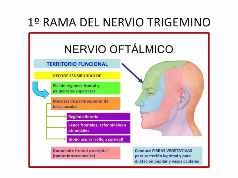 PARES CRANEALES
Existen 12 pares de nervios
craneales que salen del
cerebro y pasan a través de
emergencia
fisuras y orificios del cráneo
ex