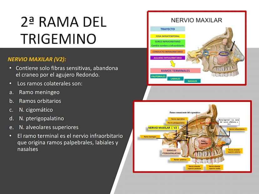 PARES CRANEALES
Existen 12 pares de nervios
craneales que salen del
cerebro y pasan a través de
emergencia
fisuras y orificios del cráneo
ex
