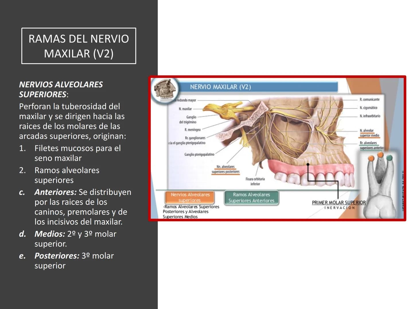 PARES CRANEALES
Existen 12 pares de nervios
craneales que salen del
cerebro y pasan a través de
emergencia
fisuras y orificios del cráneo
ex