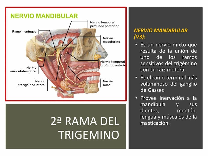 PARES CRANEALES
Existen 12 pares de nervios
craneales que salen del
cerebro y pasan a través de
emergencia
fisuras y orificios del cráneo
ex