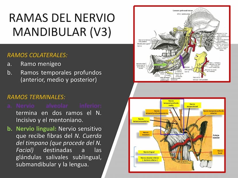 PARES CRANEALES
Existen 12 pares de nervios
craneales que salen del
cerebro y pasan a través de
emergencia
fisuras y orificios del cráneo
ex