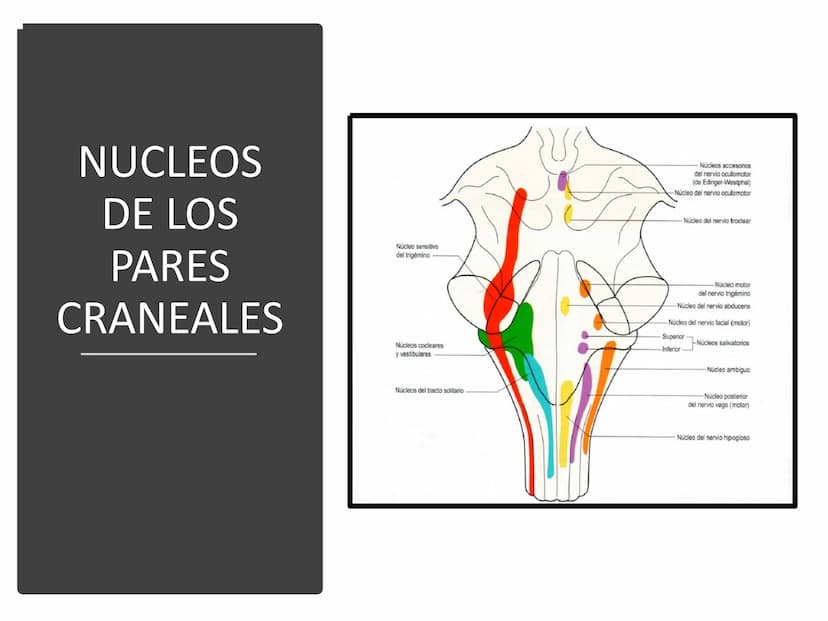 PARES CRANEALES
Existen 12 pares de nervios
craneales que salen del
cerebro y pasan a través de
emergencia
fisuras y orificios del cráneo
ex