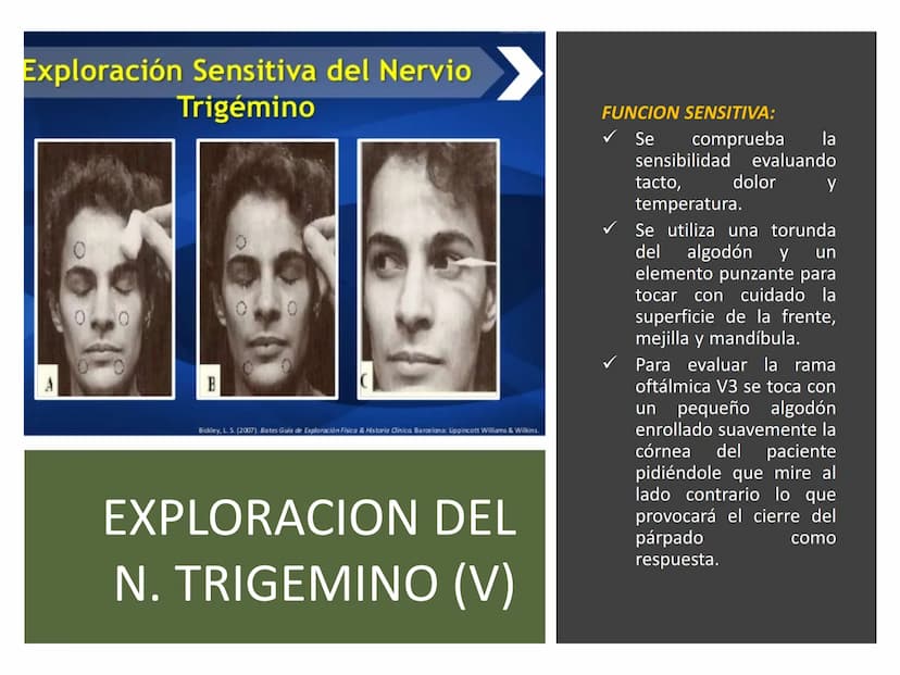 PARES CRANEALES
Existen 12 pares de nervios
craneales que salen del
cerebro y pasan a través de
emergencia
fisuras y orificios del cráneo
ex