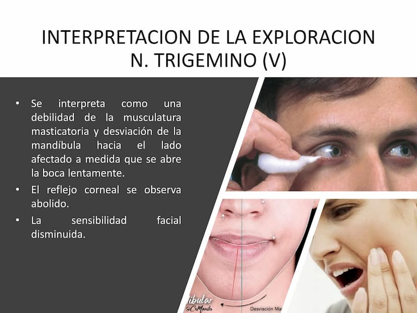 PARES CRANEALES
Existen 12 pares de nervios
craneales que salen del
cerebro y pasan a través de
emergencia
fisuras y orificios del cráneo
ex