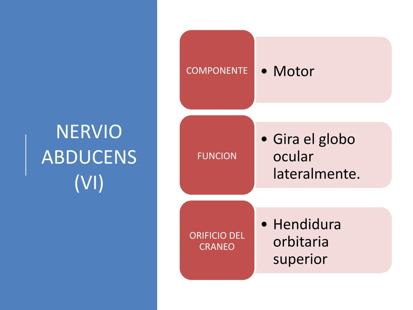 PARES CRANEALES
Existen 12 pares de nervios
craneales que salen del
cerebro y pasan a través de
emergencia
fisuras y orificios del cráneo
ex