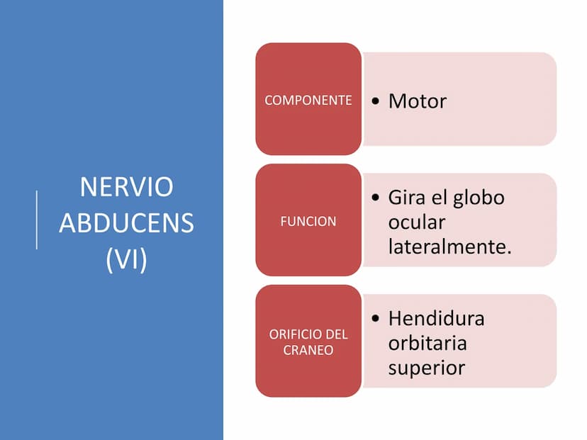PARES CRANEALES
Existen 12 pares de nervios
craneales que salen del
cerebro y pasan a través de
emergencia
fisuras y orificios del cráneo
ex