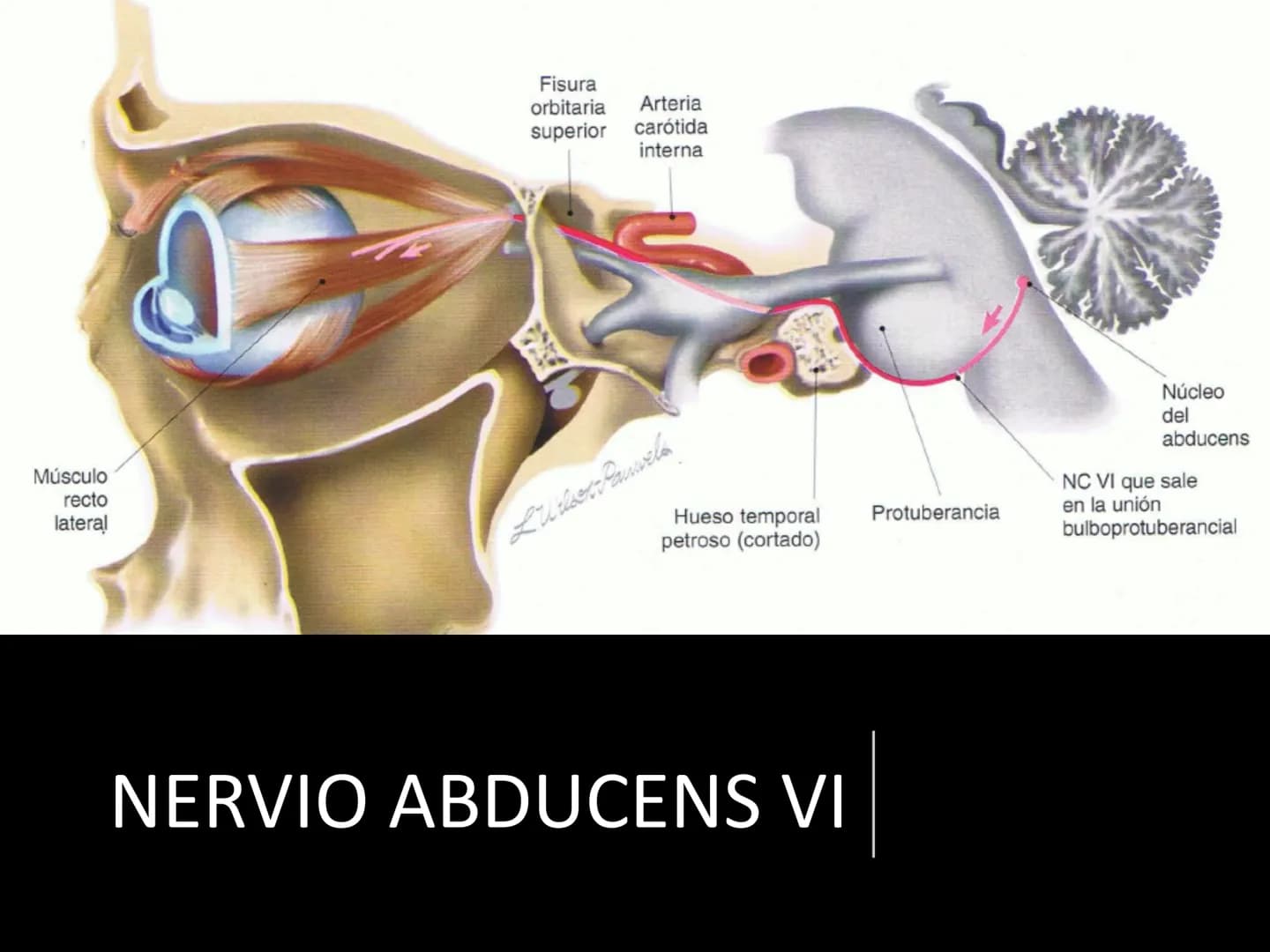 PARES CRANEALES
Existen 12 pares de nervios
craneales que salen del
cerebro y pasan a través de
emergencia
fisuras y orificios del cráneo
ex