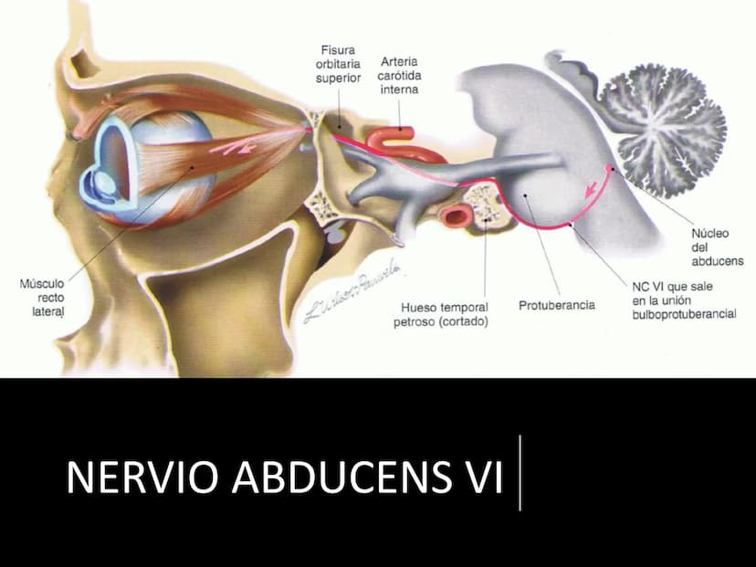 PARES CRANEALES
Existen 12 pares de nervios
craneales que salen del
cerebro y pasan a través de
emergencia
fisuras y orificios del cráneo
ex