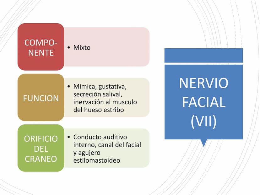 PARES CRANEALES
Existen 12 pares de nervios
craneales que salen del
cerebro y pasan a través de
emergencia
fisuras y orificios del cráneo
ex