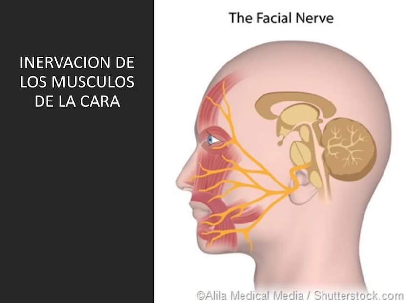 PARES CRANEALES
Existen 12 pares de nervios
craneales que salen del
cerebro y pasan a través de
emergencia
fisuras y orificios del cráneo
ex
