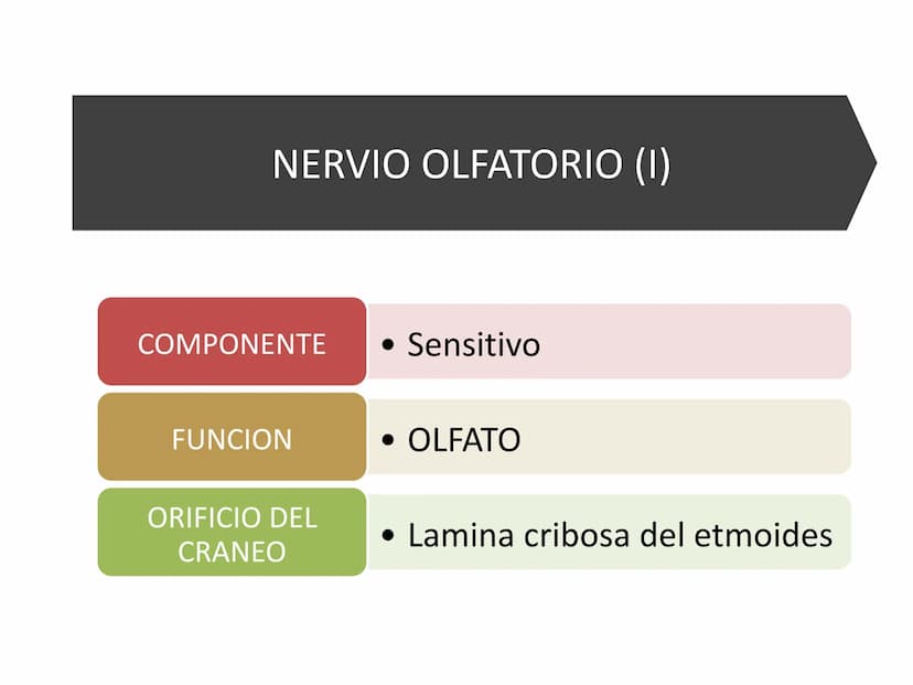 PARES CRANEALES
Existen 12 pares de nervios
craneales que salen del
cerebro y pasan a través de
emergencia
fisuras y orificios del cráneo
ex