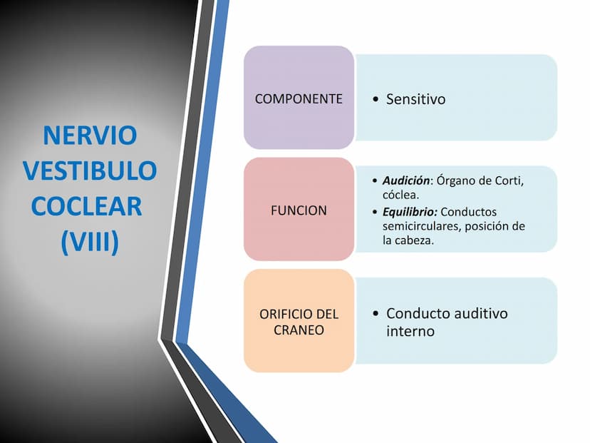 PARES CRANEALES
Existen 12 pares de nervios
craneales que salen del
cerebro y pasan a través de
emergencia
fisuras y orificios del cráneo
ex