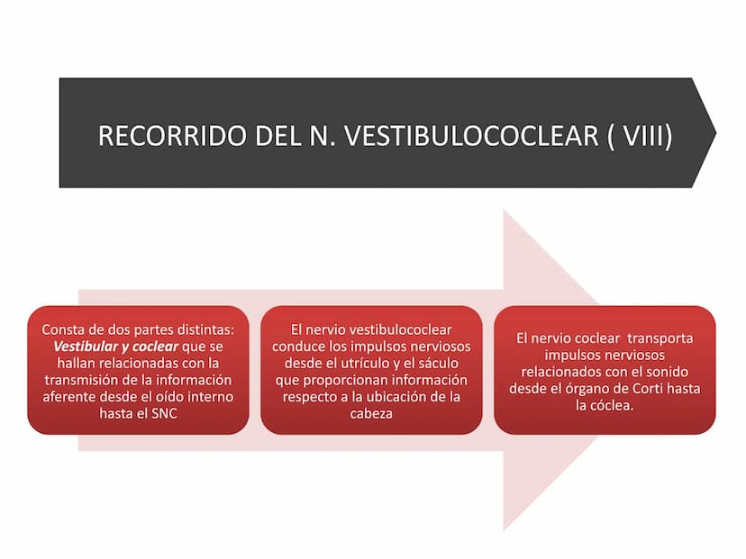 PARES CRANEALES
Existen 12 pares de nervios
craneales que salen del
cerebro y pasan a través de
emergencia
fisuras y orificios del cráneo
ex
