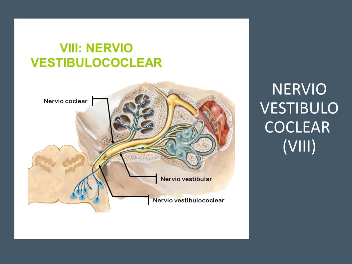 PARES CRANEALES
Existen 12 pares de nervios
craneales que salen del
cerebro y pasan a través de
emergencia
fisuras y orificios del cráneo
ex