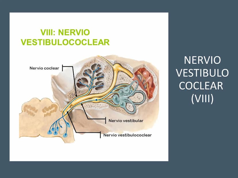 PARES CRANEALES
Existen 12 pares de nervios
craneales que salen del
cerebro y pasan a través de
emergencia
fisuras y orificios del cráneo
ex