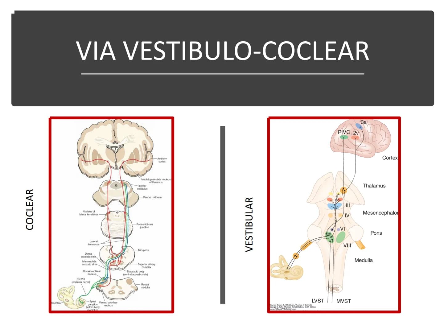 PARES CRANEALES
Existen 12 pares de nervios
craneales que salen del
cerebro y pasan a través de
emergencia
fisuras y orificios del cráneo
ex