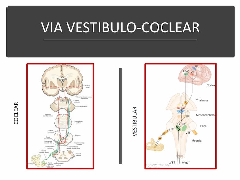 PARES CRANEALES
Existen 12 pares de nervios
craneales que salen del
cerebro y pasan a través de
emergencia
fisuras y orificios del cráneo
ex