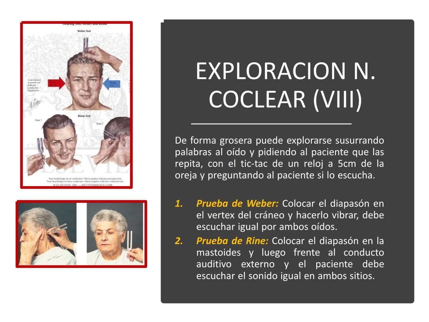 PARES CRANEALES
Existen 12 pares de nervios
craneales que salen del
cerebro y pasan a través de
emergencia
fisuras y orificios del cráneo
ex