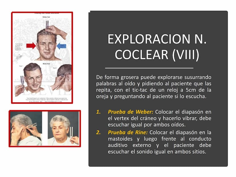 PARES CRANEALES
Existen 12 pares de nervios
craneales que salen del
cerebro y pasan a través de
emergencia
fisuras y orificios del cráneo
ex