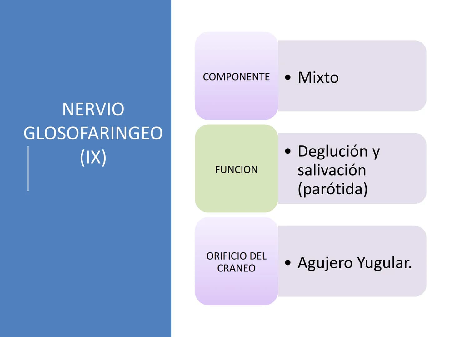 PARES CRANEALES
Existen 12 pares de nervios
craneales que salen del
cerebro y pasan a través de
emergencia
fisuras y orificios del cráneo
ex