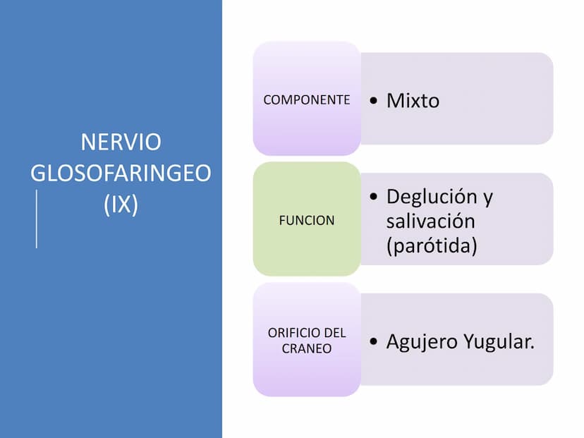 PARES CRANEALES
Existen 12 pares de nervios
craneales que salen del
cerebro y pasan a través de
emergencia
fisuras y orificios del cráneo
ex