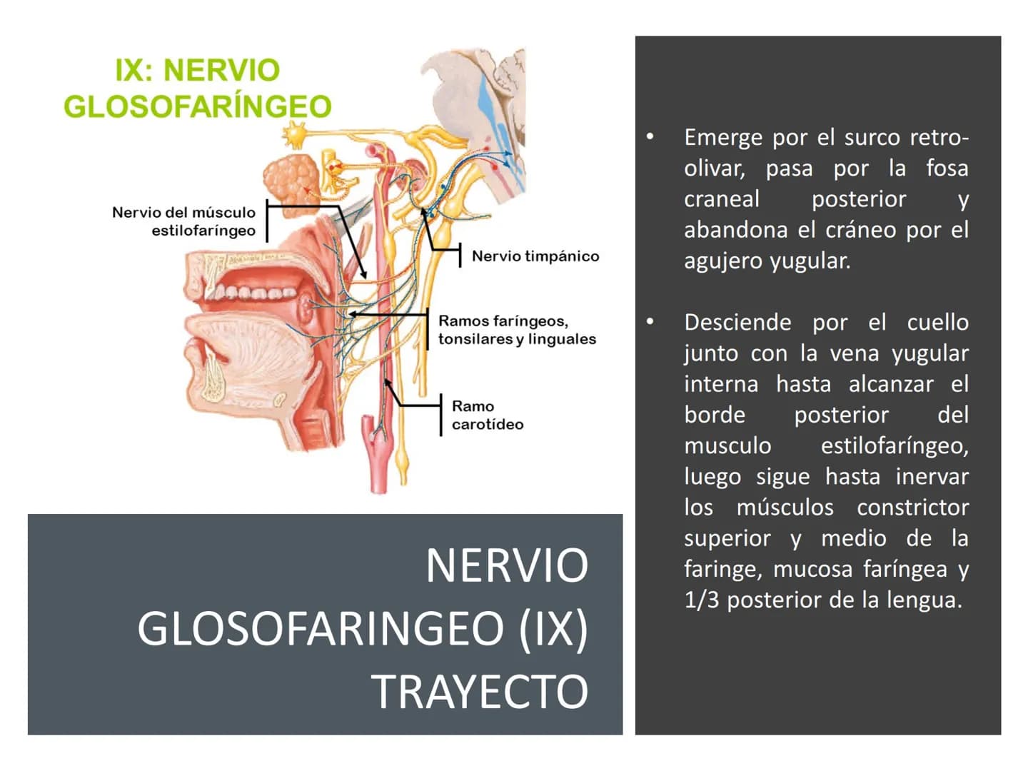 PARES CRANEALES
Existen 12 pares de nervios
craneales que salen del
cerebro y pasan a través de
emergencia
fisuras y orificios del cráneo
ex