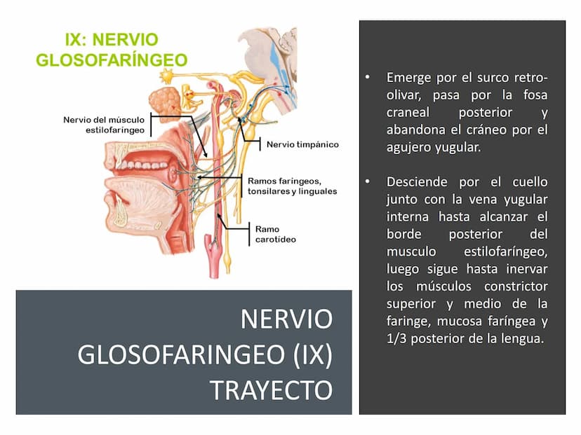 PARES CRANEALES
Existen 12 pares de nervios
craneales que salen del
cerebro y pasan a través de
emergencia
fisuras y orificios del cráneo
ex