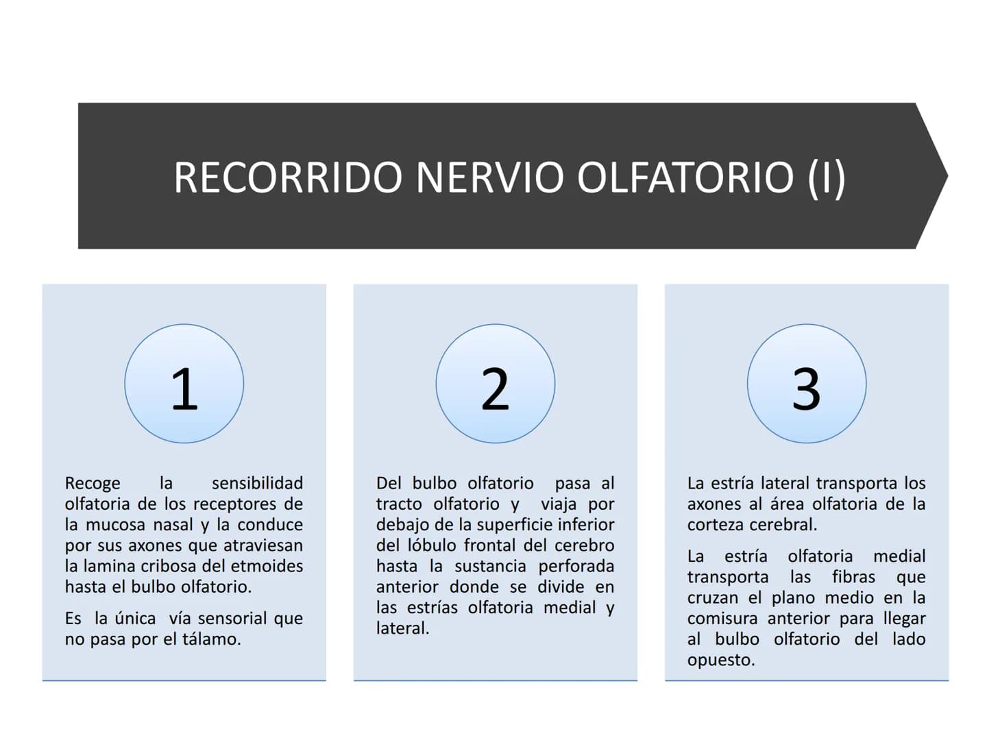 PARES CRANEALES
Existen 12 pares de nervios
craneales que salen del
cerebro y pasan a través de
emergencia
fisuras y orificios del cráneo
ex