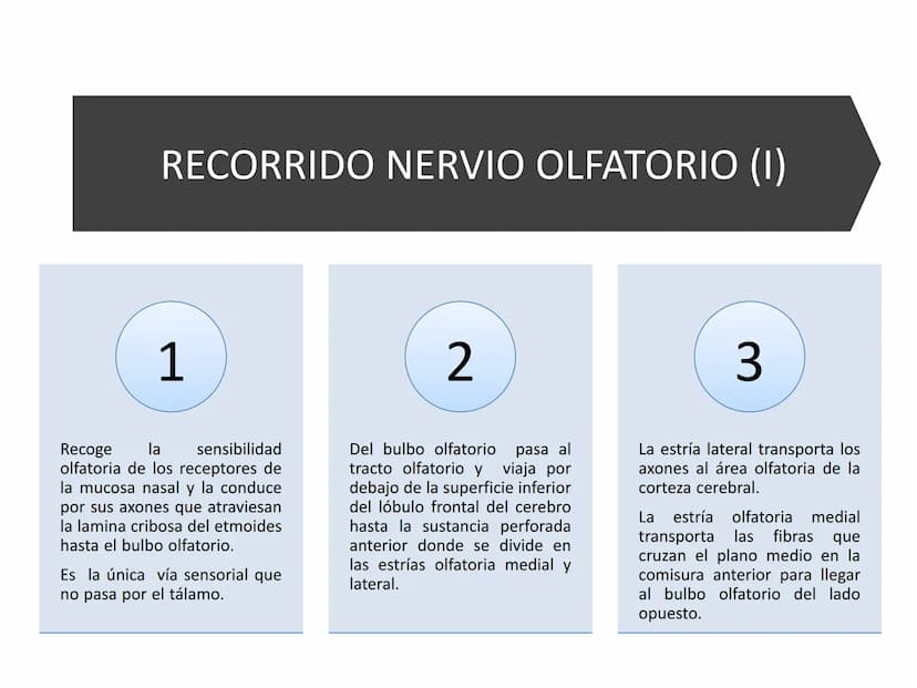 PARES CRANEALES
Existen 12 pares de nervios
craneales que salen del
cerebro y pasan a través de
emergencia
fisuras y orificios del cráneo
ex