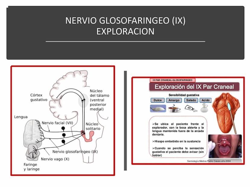 PARES CRANEALES
Existen 12 pares de nervios
craneales que salen del
cerebro y pasan a través de
emergencia
fisuras y orificios del cráneo
ex