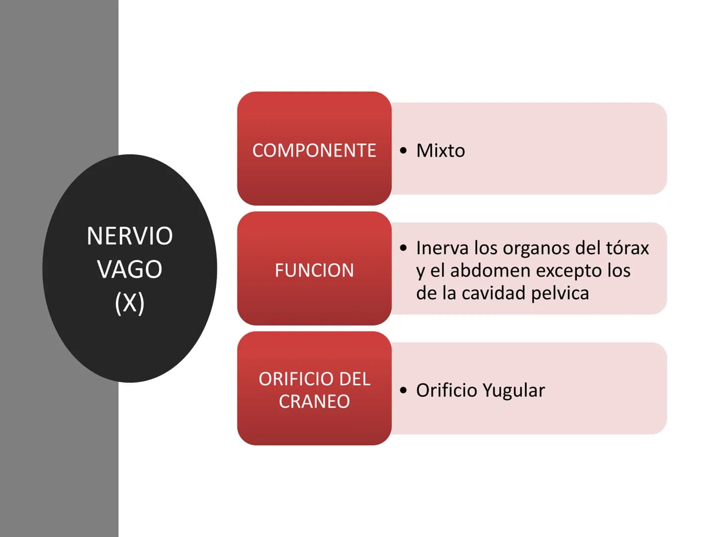 PARES CRANEALES
Existen 12 pares de nervios
craneales que salen del
cerebro y pasan a través de
emergencia
fisuras y orificios del cráneo
ex