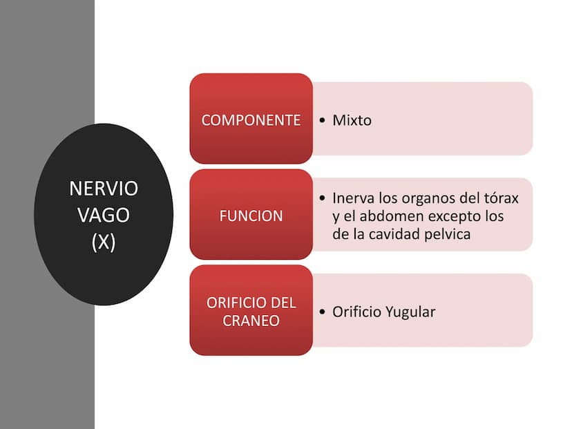 PARES CRANEALES
Existen 12 pares de nervios
craneales que salen del
cerebro y pasan a través de
emergencia
fisuras y orificios del cráneo
ex