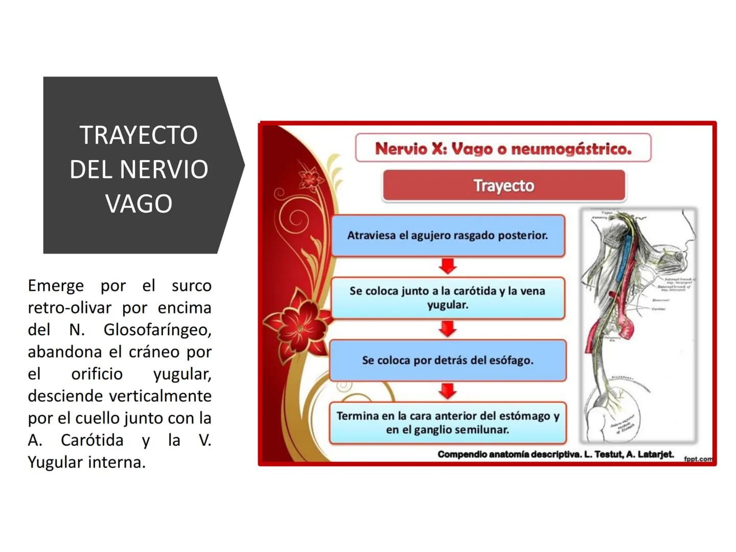 PARES CRANEALES
Existen 12 pares de nervios
craneales que salen del
cerebro y pasan a través de
emergencia
fisuras y orificios del cráneo
ex