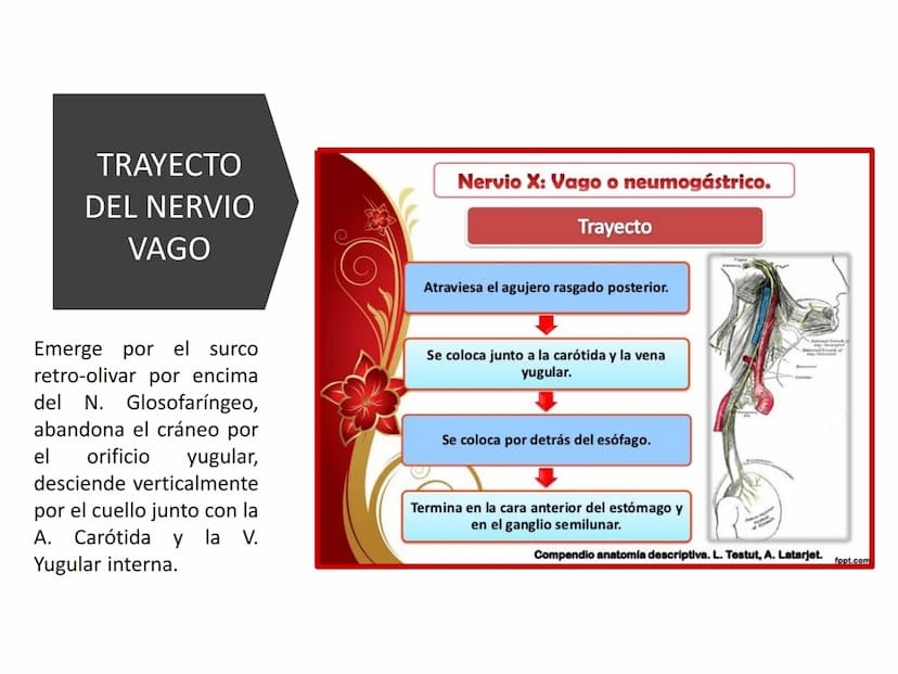 PARES CRANEALES
Existen 12 pares de nervios
craneales que salen del
cerebro y pasan a través de
emergencia
fisuras y orificios del cráneo
ex