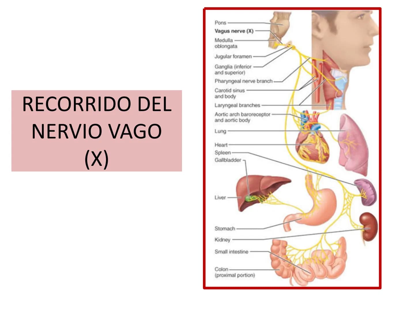 PARES CRANEALES
Existen 12 pares de nervios
craneales que salen del
cerebro y pasan a través de
emergencia
fisuras y orificios del cráneo
ex