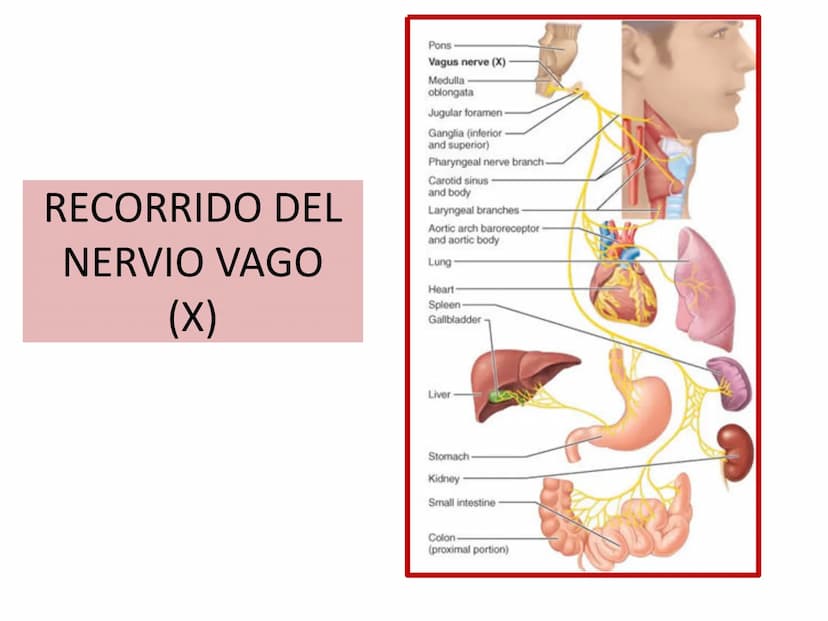 PARES CRANEALES
Existen 12 pares de nervios
craneales que salen del
cerebro y pasan a través de
emergencia
fisuras y orificios del cráneo
ex