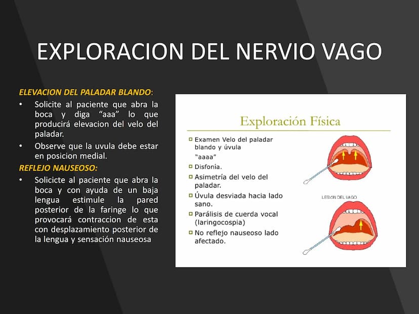PARES CRANEALES
Existen 12 pares de nervios
craneales que salen del
cerebro y pasan a través de
emergencia
fisuras y orificios del cráneo
ex