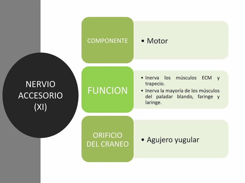 PARES CRANEALES
Existen 12 pares de nervios
craneales que salen del
cerebro y pasan a través de
emergencia
fisuras y orificios del cráneo
ex