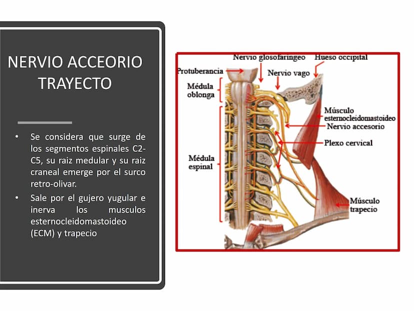 PARES CRANEALES
Existen 12 pares de nervios
craneales que salen del
cerebro y pasan a través de
emergencia
fisuras y orificios del cráneo
ex