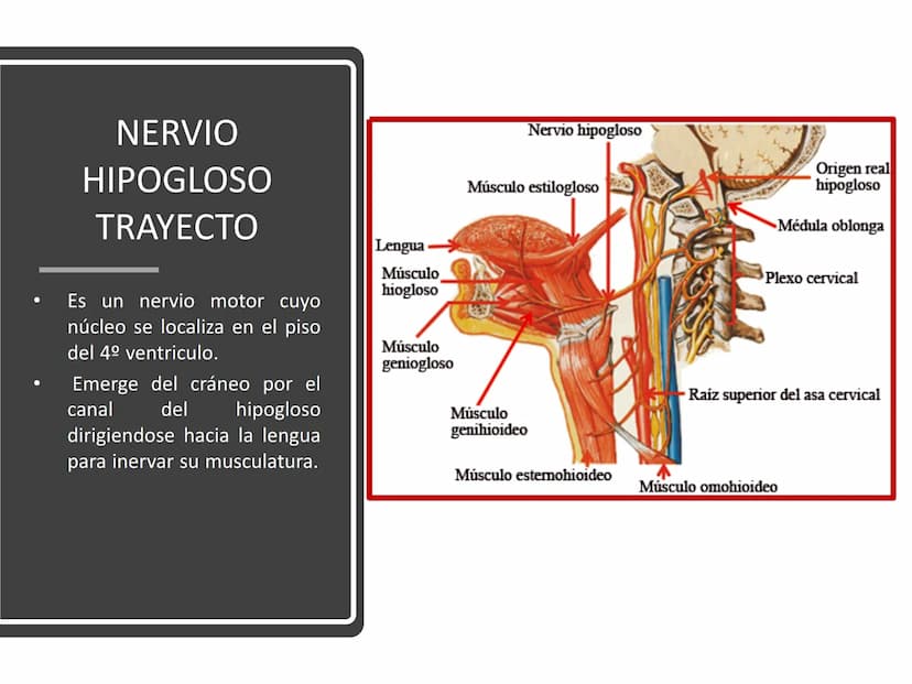 PARES CRANEALES
Existen 12 pares de nervios
craneales que salen del
cerebro y pasan a través de
emergencia
fisuras y orificios del cráneo
ex