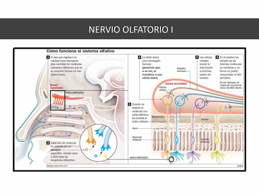 PARES CRANEALES
Existen 12 pares de nervios
craneales que salen del
cerebro y pasan a través de
emergencia
fisuras y orificios del cráneo
ex