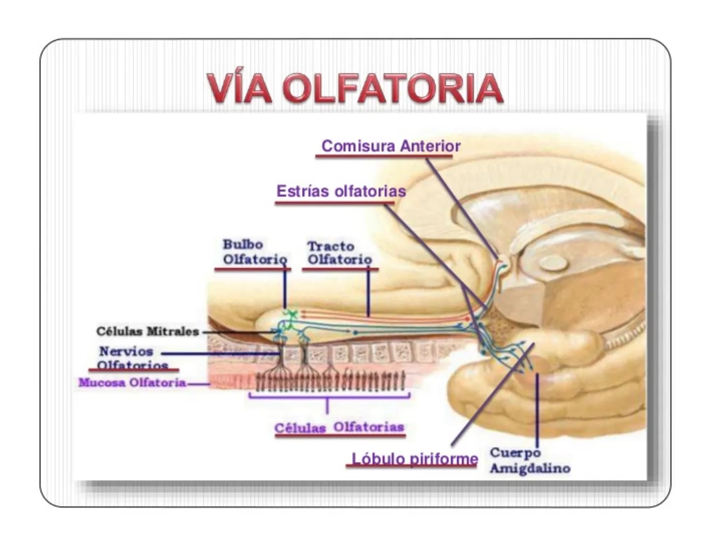 PARES CRANEALES
Existen 12 pares de nervios
craneales que salen del
cerebro y pasan a través de
emergencia
fisuras y orificios del cráneo
ex