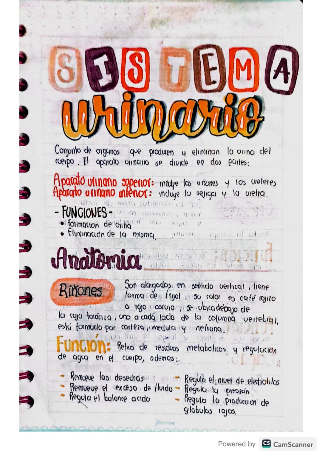 838 TEMA
urinario
Conjunto de organos que producen y eliminan la orina del
cuerpo. El aparato urinario se divide en dos partes:
Aparato urin