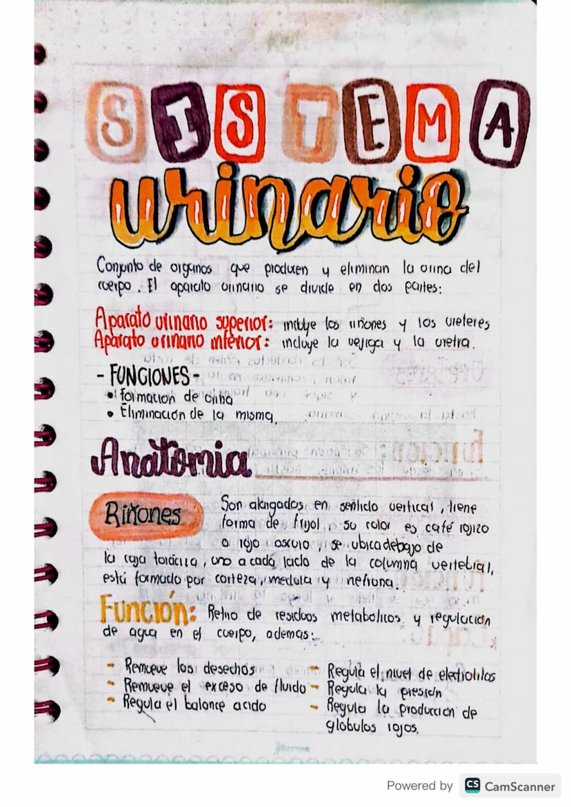 838 TEMA
urinario
Conjunto de organos que producen y eliminan la orina del
cuerpo. El aparato urinario se divide en dos partes:
Aparato urin