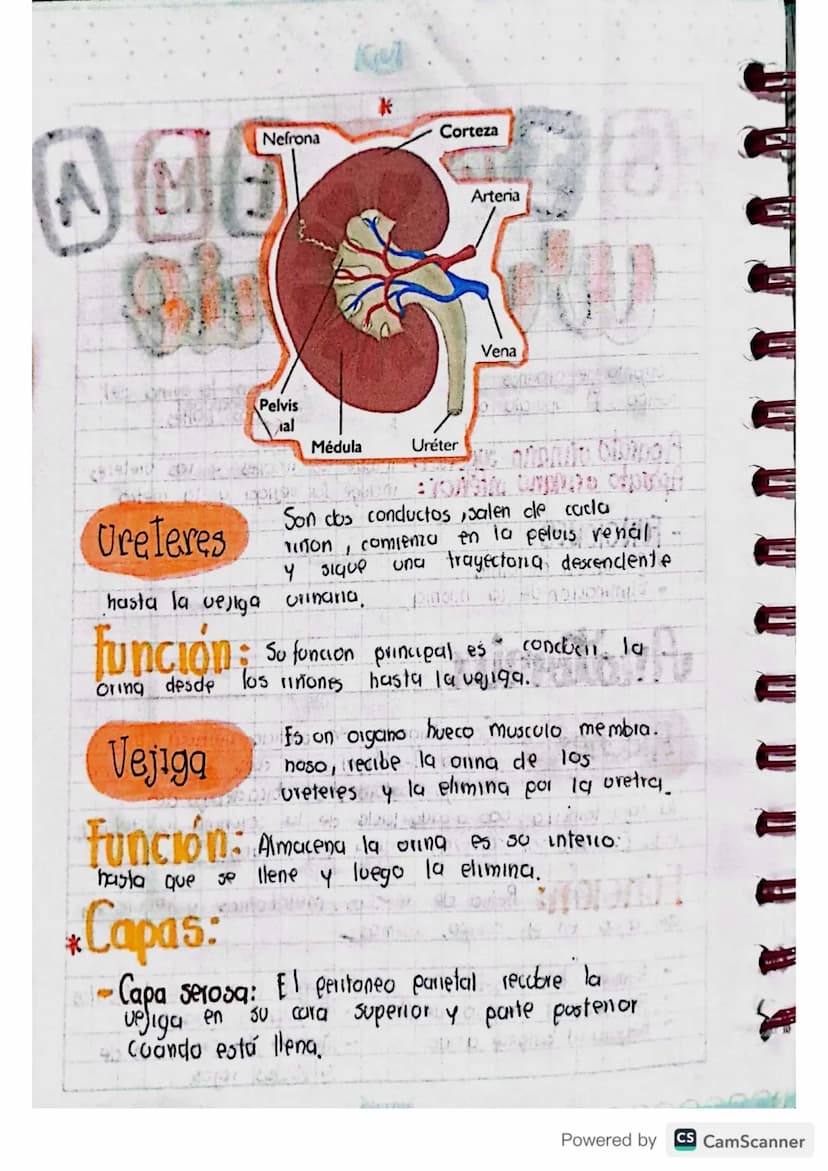 838 TEMA
urinario
Conjunto de organos que producen y eliminan la orina del
cuerpo. El aparato urinario se divide en dos partes:
Aparato urin