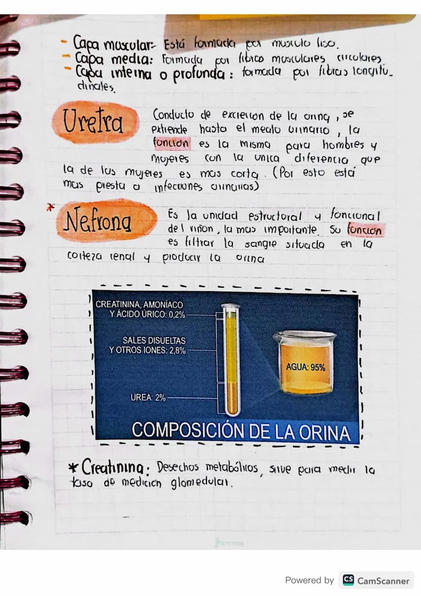 838 TEMA
urinario
Conjunto de organos que producen y eliminan la orina del
cuerpo. El aparato urinario se divide en dos partes:
Aparato urin